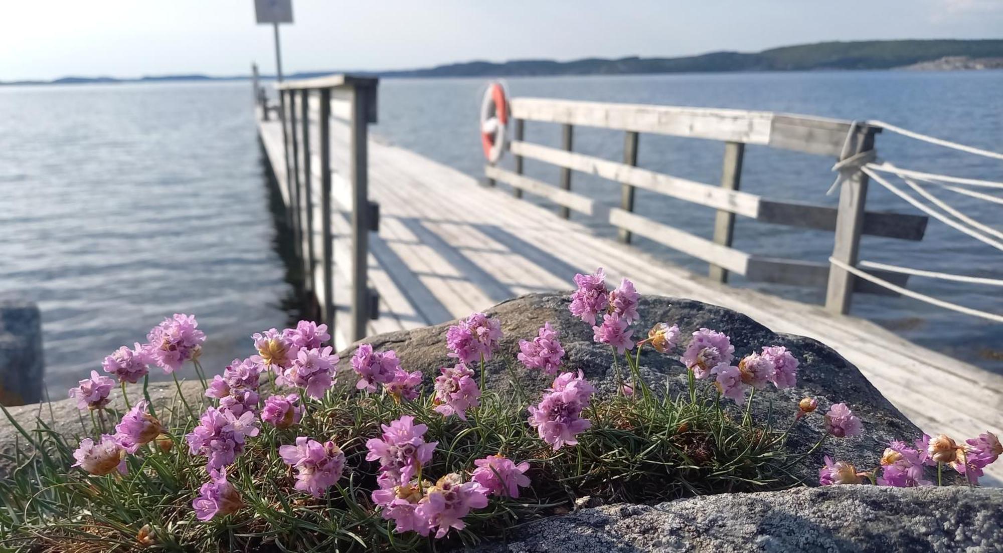 Tofte Guesthouse Naera Hav, Bad Och Marstrand Lycke Zewnętrze zdjęcie